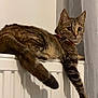 animal, brown, cat, collar, curious, cute, domestic, feline, fur, indoor, mammal, paw, pet, radiator, relaxed, resting, striped, tabby, tail, whiskers