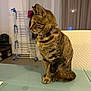 Princesse a rejoint le concours — aidez-le/la à gagner de superbes lots ! cat, tabby, sitting, collar, glass_table, indoor, furniture, drying_rack, curious, pet, domestic_animal, whiskers, tail, floor, window, curtain, home, side_view, feline, brown