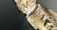 Princesse participe au concours pour gagner de l'argent avec cette photo : animal, cat, closeup, collar, curious, domestic, ears, eyes, feline, flash, fur, indoor, indoor_lighting, mammal, paws, pet, portrait, sitting, tabby, whiskers