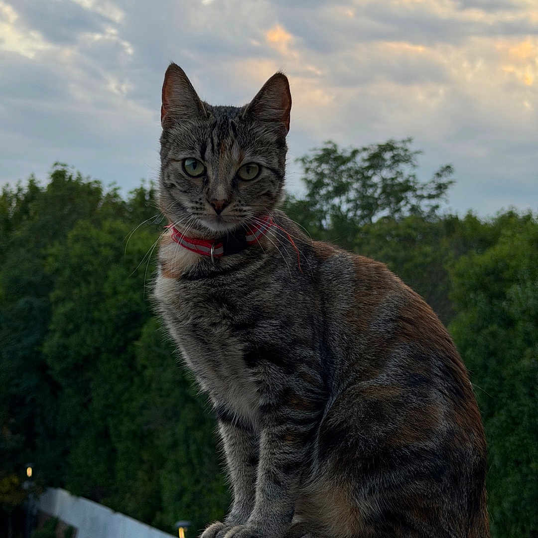 Princesse