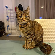 Princesse a rejoint le concours — aidez-le/la à gagner de superbes lots ! cat, tabby, indoor, glass_table, tail, curious, pet, animal, feline, sitting, collar, eyes, fur, household, curled_tail, domestic, table, background, cozy, curiosity
