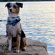 Blue joined the competition — help win amazing prizes! dog, outdoor, lake, rock, water, nature, animal, canine, harness, sitting, scenic, trees, calm, landscape, pet, leash, fur, majestic, wildlife, adventure