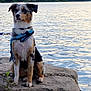 dog, outdoor, lake, rock, water, nature, animal, canine, harness, sitting, scenic, trees, calm, landscape, pet, leash, fur, majestic, wildlife, adventure