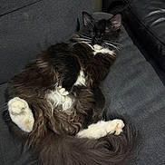 Luna is registered to the contest to win money with this photo: cat, sleeping, fluffy, black_and_white, pet, fur, whiskers, couch, indoor, cozy, relaxation, paw, tail, animal, mammal, resting, cute, domestic_cat, feline, furniture