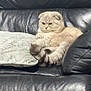 cat, scottish_fold, leather_couch, cushion, indoor, pet, animal, fur, relaxed, feline, tail, ears, whiskers, home, cozy, seated, cute, domestic, resting, comfortable