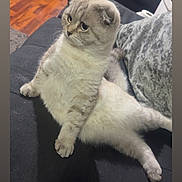 Skye is registered to the contest to win money with this photo: cat, scottish_fold, fluffy, sitting, couch, indoor, living_room, wooden_floor, pillow, fur, pet, animal, curious, wide_eyes, relaxed, furniture, cozy, home, mammal, domestic