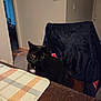 black_cat, carpet, cat, chair, collar, cozy, curious, domestic_animal, door, fleece_jacket, furniture, home_interior, indoor, pet, plaid_placemat, quiet, table, wall, wooden_table, yellow_eyes
