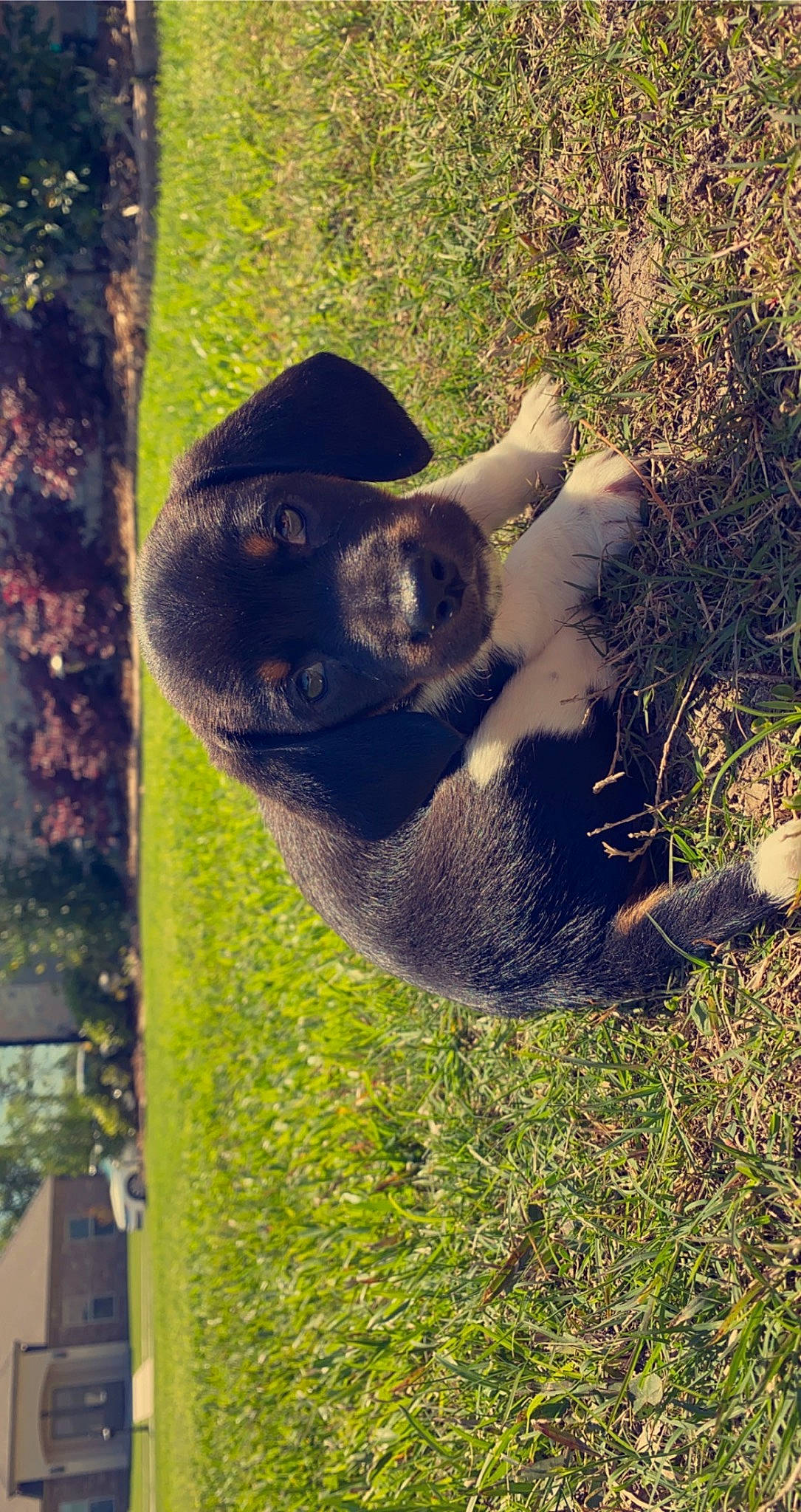 Milo joined the competition — help win amazing prizes! canidae, carnivore, companion_dog, dog, dog_breed, fawn, fur, grass, guard_dog, plant, shadow, snout, sporting_group, sunlight, tail, terrestrial_animal, tree, trunk, wildlife, working_animal