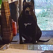 Max is registered to the contest to win money with this photo: dog, indoor, door, window, dark, pet, animal, sitting, floor, furniture, reflection, glass, nature, plant, shadow, household, canine, quiet, companion, home