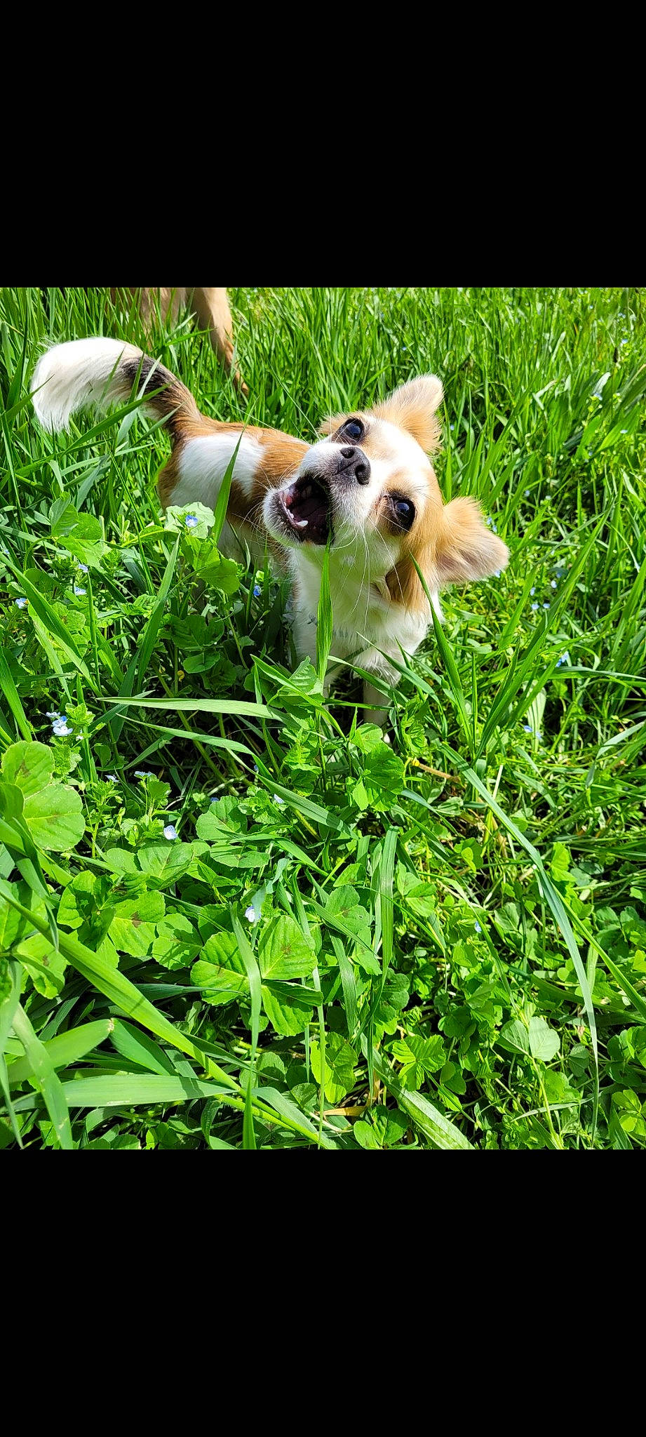 Maya participe au concours pour gagner de l'argent avec cette photo : canidae, carnivore, chihuahua, companion_dog, dog, dog_breed, fawn, fur, grass, grass_family, groundcover, herb, jungle, plant, shrub, sporting_group, tail, terrestrial_plant, toy_dog, vegetation