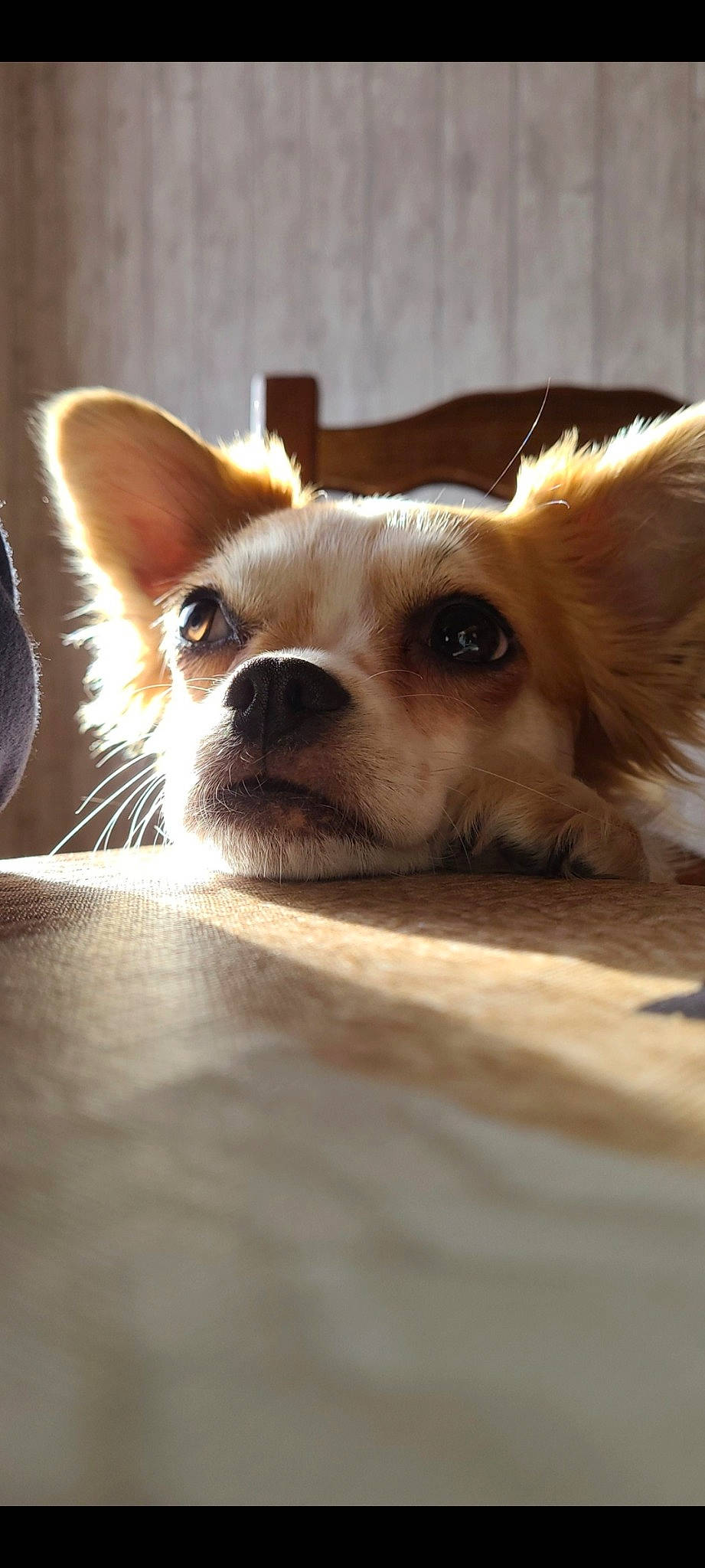 Maya participe au concours pour gagner de l'argent avec cette photo : canidae, carnivore, comfort, companion_dog, corgi_chihuahua, dog, dog_breed, fawn, fur, non_sporting_group, puppy, snout, sporting_group, terrestrial_animal, toy_dog, whiskers, wildlife, wood, working_animal