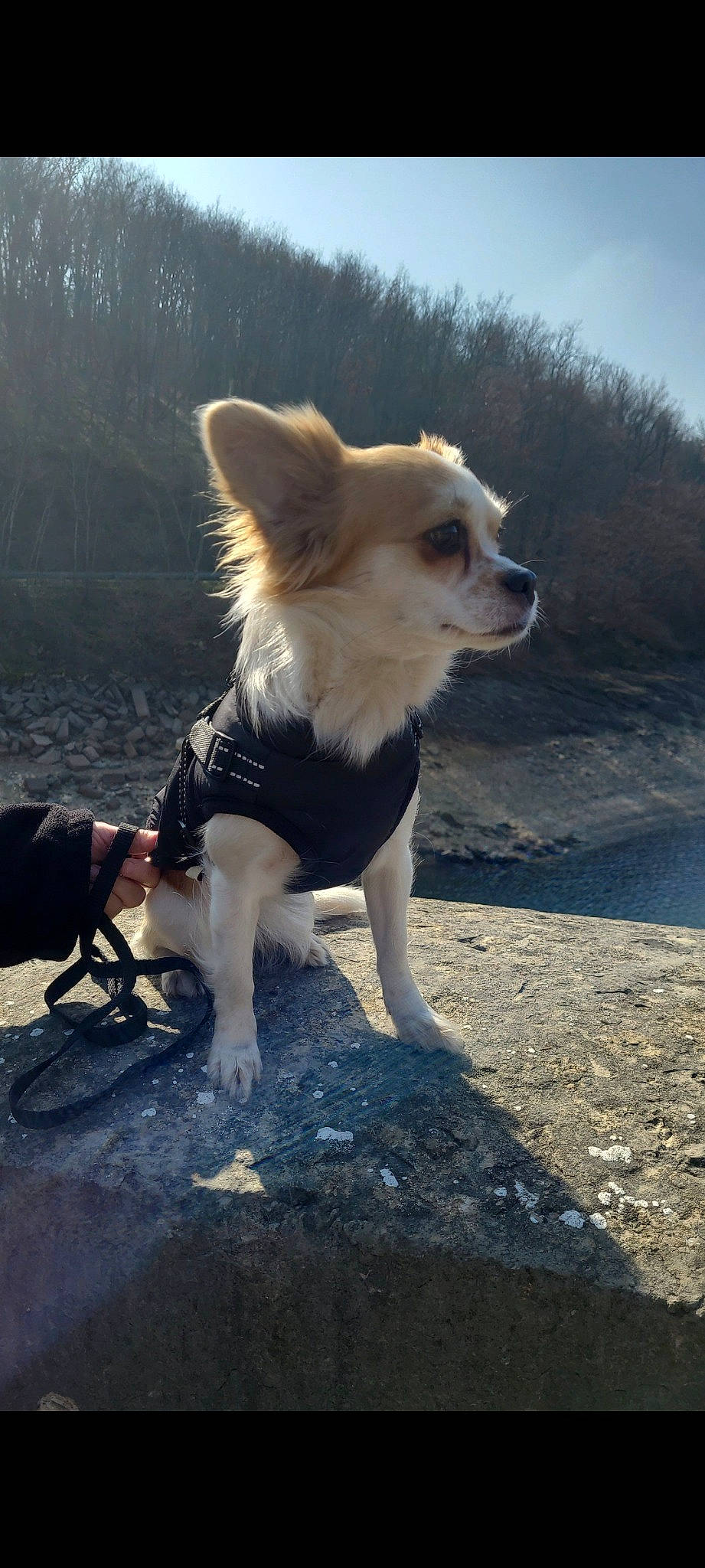 Maya participe au concours pour gagner de l'argent avec cette photo : canidae, carnivore, companion_dog, dog, dog_breed, dog_supply, fawn, flyball, fur, leash, plant, sky, snout, sporting_group, tail, toy_dog, tree, whiskers, working_animal, working_dog