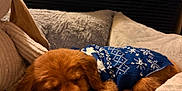 Winchester joined the competition — help win amazing prizes! dog, puppy, sleeping, sweater, blue_sweater, blanket, bed, cozy, indoor, pet_bed, paw, nose, fur, closed_eyes, resting, plush_toy, soft_texture, brown_fur, holiday_sweater, adorable