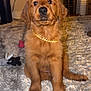 Winchester joined the competition — help win amazing prizes! dog, puppy, golden_retriever, necklace, rug, indoor, living_room, pet_gate, toy, plush_toy, carpet, cute, sitting, portrait, fluffy, brown_fur, paws, nose, eyes, power_outlet