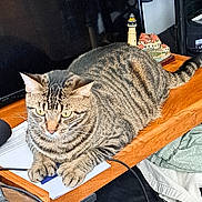 Tigger joined the competition — help win amazing prizes! abyssinian, animal, cat, computer, cream, desk, dessert, diningtable, electronics, food, furniture, hardwood, icing, laptop, pc, pet, plywood, table, text, wood