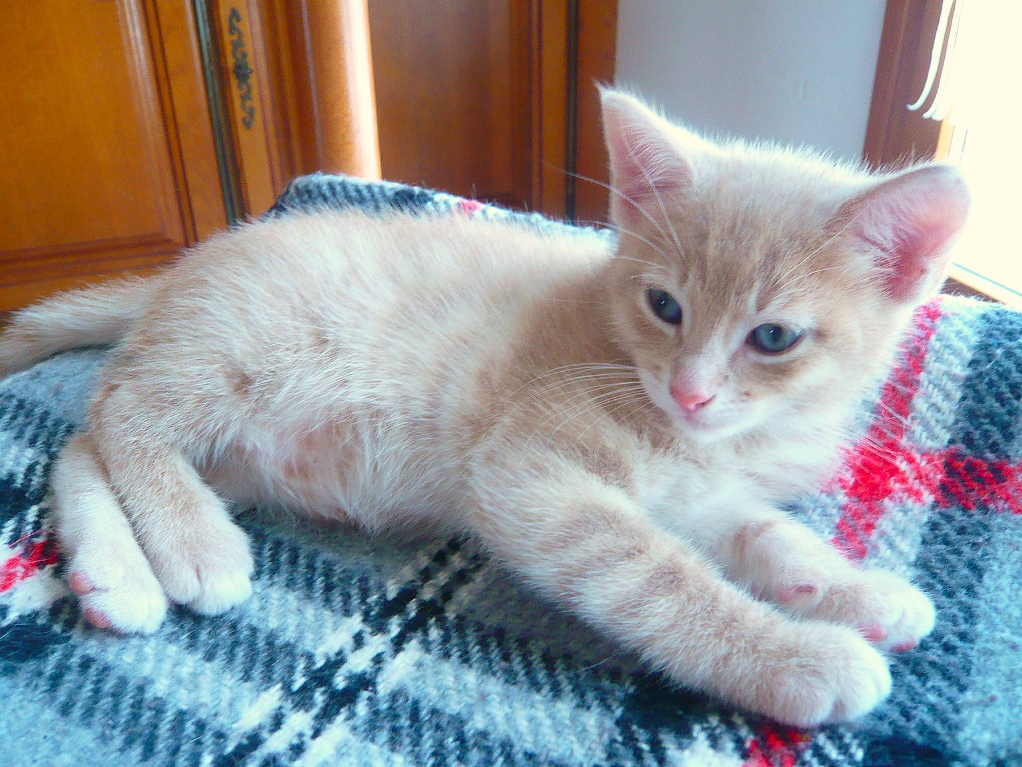 Minou participe au concours pour gagner de l'argent avec cette photo : carnivore, cat, cat_furniture, cat_supply, claw, comfort, domestic_short_haired_cat, fawn, felidae, fur, paw, pet_supply, small_to_medium_sized_cats, snout, tail, whiskers, woven_fabric