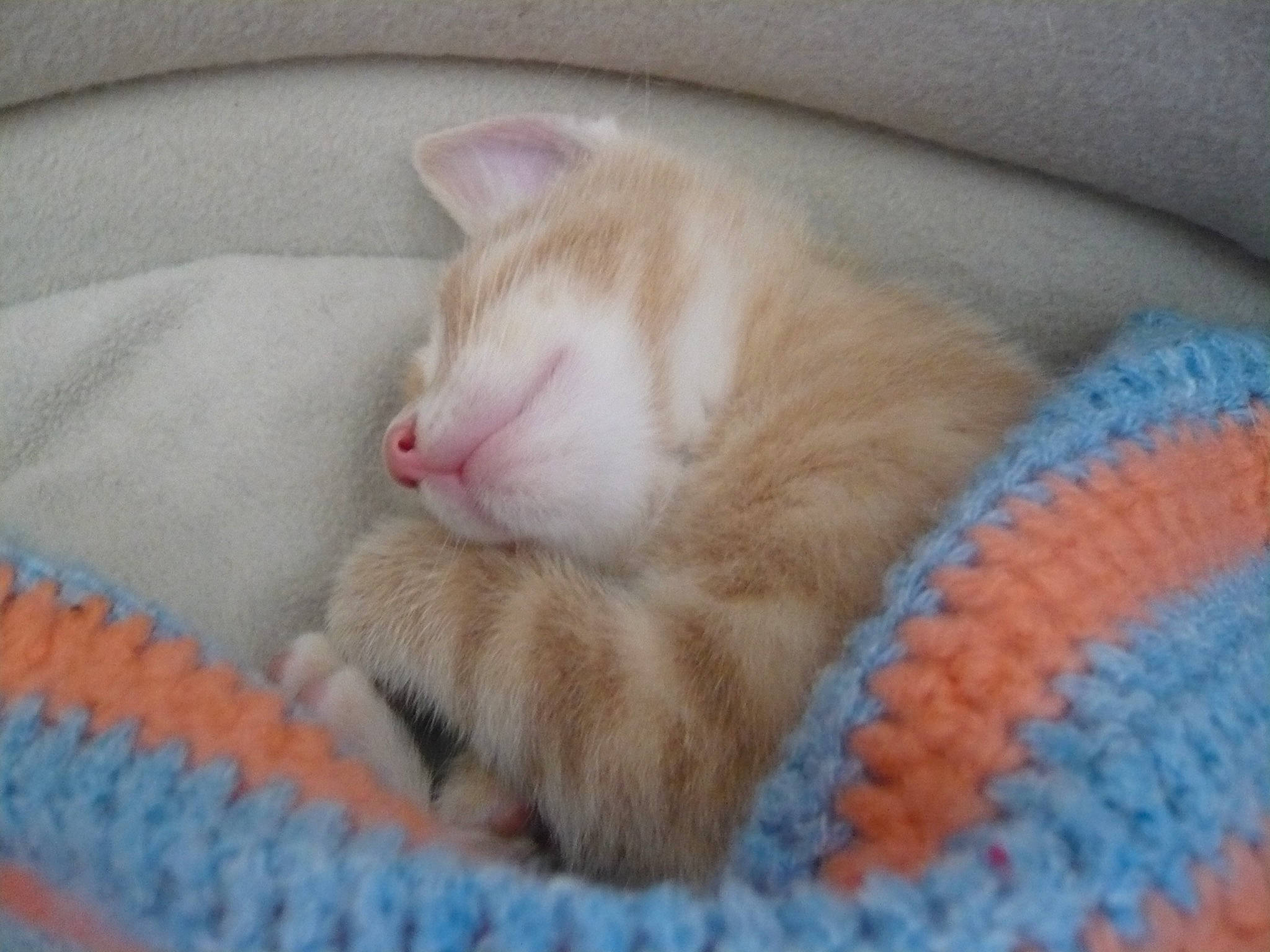 Minou a rejoint le concours — aidez-le/la à gagner de superbes lots ! carnivore, cat, claw, comfort, domestic_short_haired_cat, electric_blue, fawn, felidae, fur, linens, paw, small_to_medium_sized_cats, snout, tail, textile, thread, whiskers, wool, woolen, woven_fabric