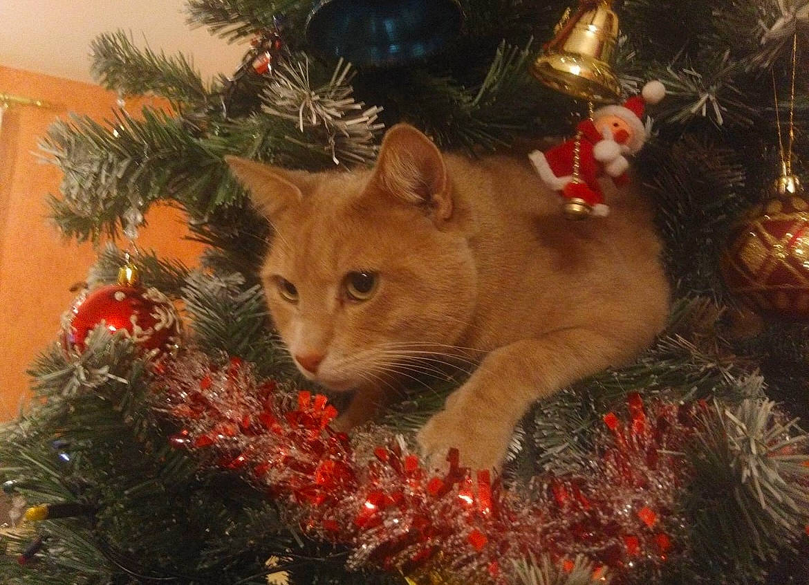 Minou a rejoint le concours — aidez-le/la à gagner de superbes lots ! carnivore, cat, christmas, christmas_decoration, christmas_ornament, christmas_tree, event, evergreen, fawn, grass, holiday, holiday_ornament, larch, leaf, ornament, plant, shortstraw_pine, tree, twig, whiskers