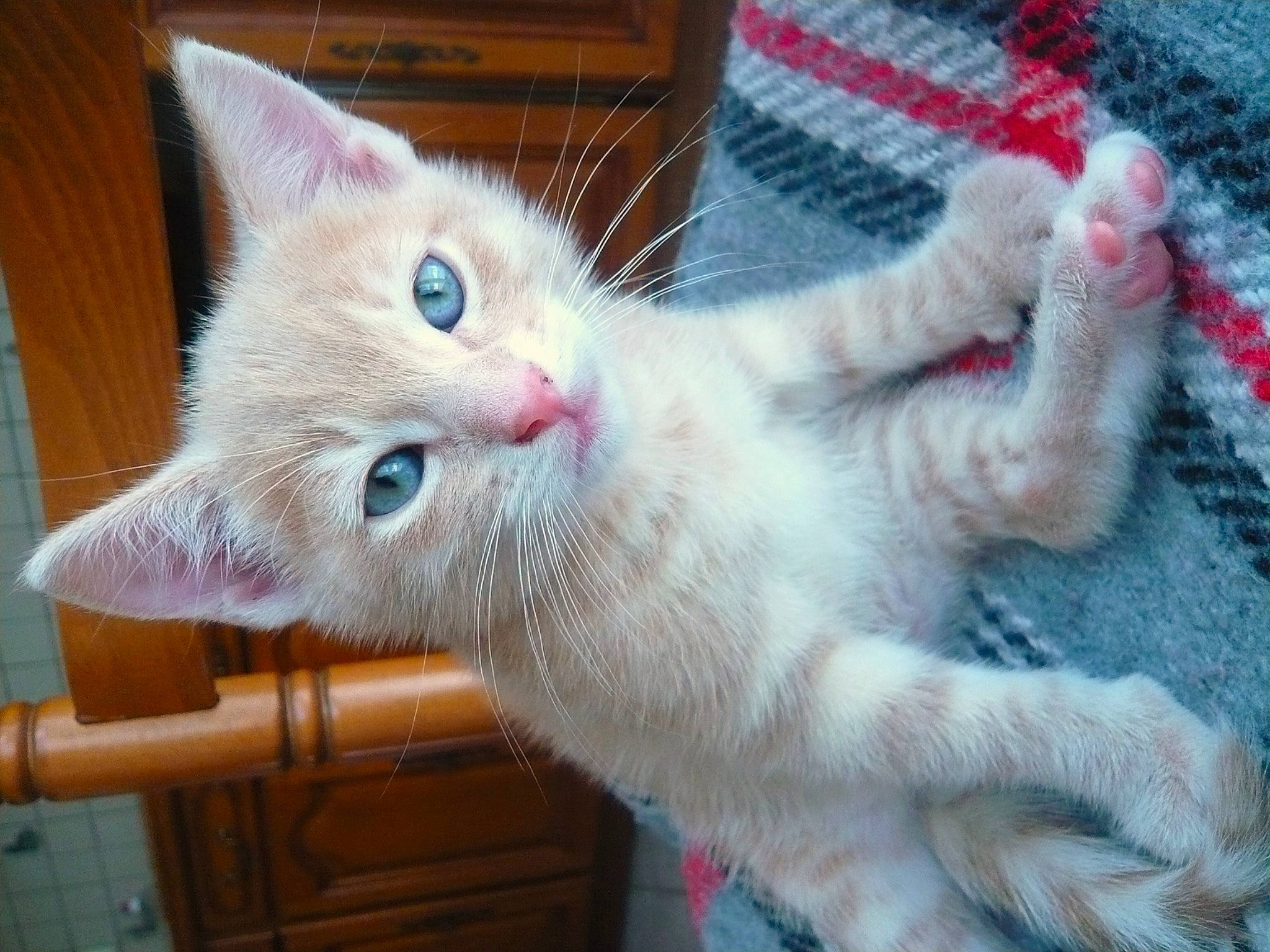 Minou a rejoint le concours — aidez-le/la à gagner de superbes lots ! carnivore, cat, claw, domestic_short_haired_cat, fawn, felidae, flooring, fur, paw, small_to_medium_sized_cats, snout, tail, whiskers, wood