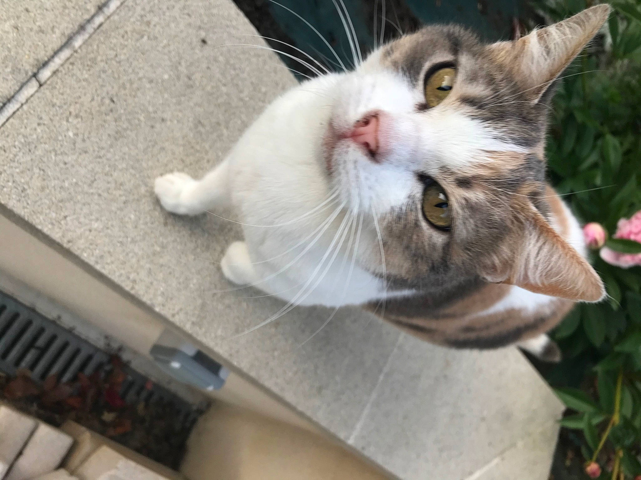 Minette participe au concours pour gagner de l'argent avec cette photo : carnivore, cat, claw, collar, domestic_short_haired_cat, fawn, felidae, flowerpot, fur, houseplant, paw, plant, small_to_medium_sized_cats, snout, tail, whiskers, window