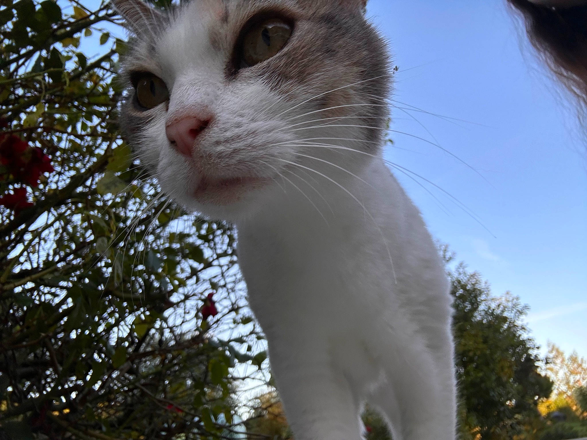 Minette a rejoint le concours — aidez-le/la à gagner de superbes lots ! branch, carnivore, cat, collar, domestic_short_haired_cat, fawn, felidae, fur, grass, paw, plant, sky, small_to_medium_sized_cats, snout, sunlight, tail, tree, twig, whiskers, window