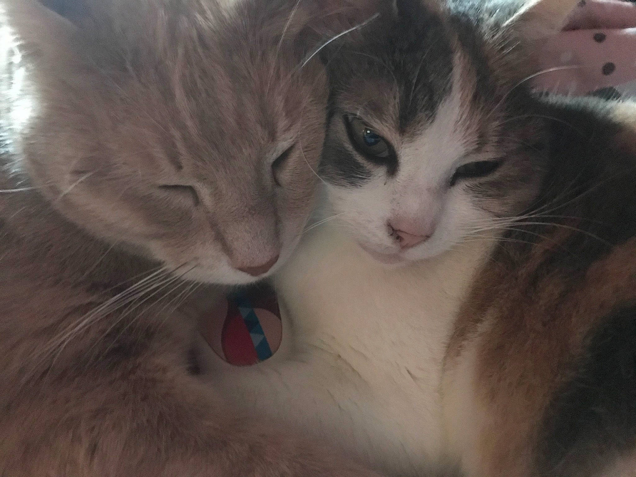 Minette participe au concours pour gagner de l'argent avec cette photo : carnivore, cat, comfort, domestic_short_haired_cat, ear, eyelash, felidae, fur, iris, nose, paw, plant, small_to_medium_sized_cats, snout, tail, terrestrial_animal, whiskers, window