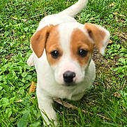 Arthur participe au concours pour gagner de l'argent avec cette photo : animal, canine, close_up, cute, dog, eyes, face, floppy_ears, garden, grass, greenery, nose, outdoors, pet, playful, portrait, puppy, standing, tail, white_and_brown