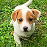 animal, canine, close_up, cute, dog, eyes, face, floppy_ears, garden, grass, greenery, nose, outdoors, pet, playful, portrait, puppy, standing, tail, white_and_brown