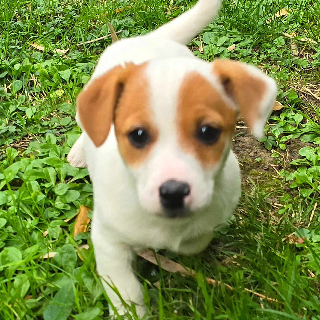 Arthur participe au concours pour gagner de l'argent avec cette photo : animal, canine, close_up, cute, dog, eyes, face, floppy_ears, garden, grass, greenery, nose, outdoors, pet, playful, portrait, puppy, standing, tail, white_and_brown