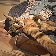 Nina is registered to the contest to win money with this photo: cat, tabby, paw, stretching, chair, blanket, cushion, wood_floor, indoor, pet, feline, curious, relaxed, fur, whiskers, ears, eyes, home, cozy, animal