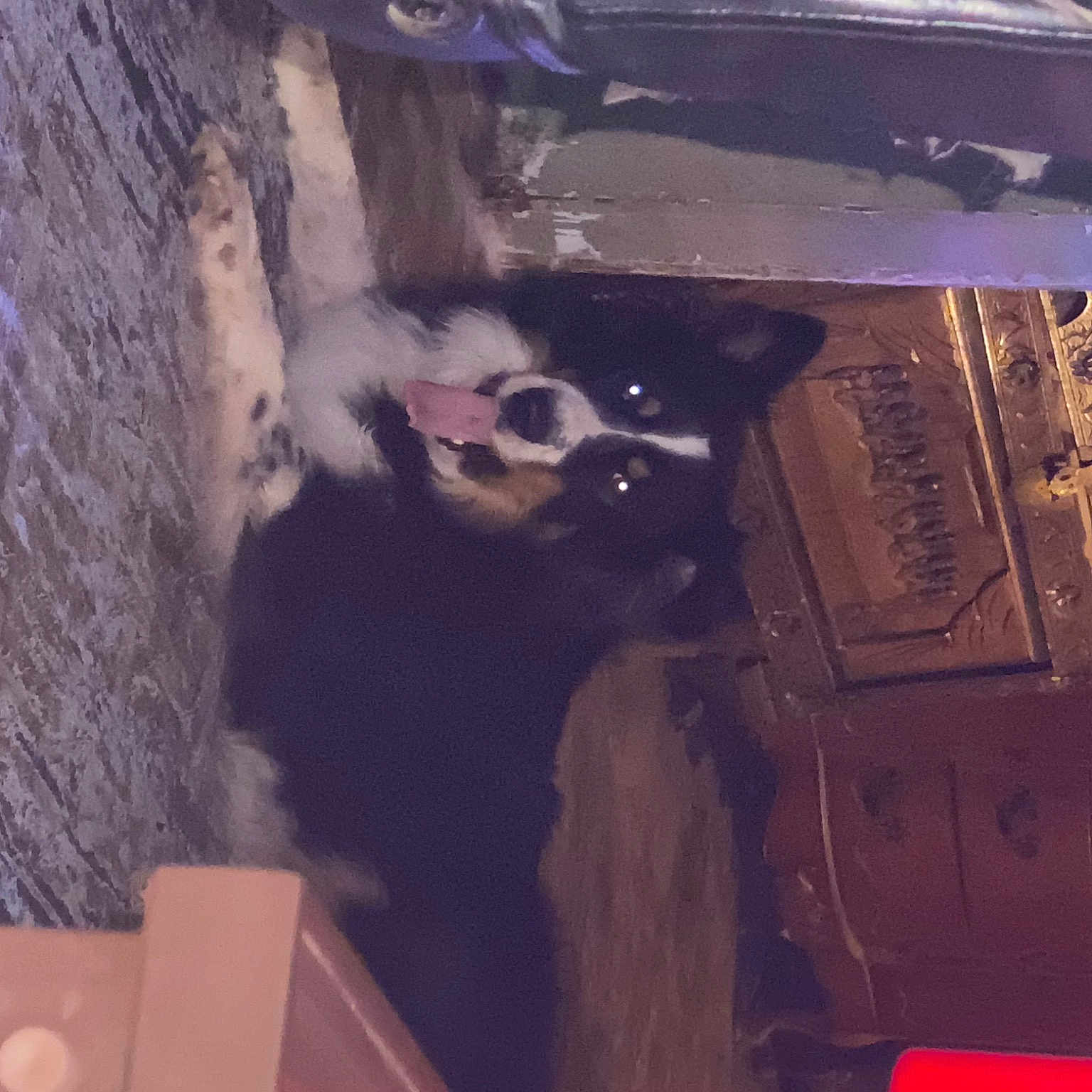 Buddy is registered to the contest to win money with this photo: automotive_exterior, automotive_lighting, automotive_window_part, bumper, eyewear, fun, fur, magenta, purple, room, space, tints_and_shades, tree, vehicle_door, visual_arts, wood