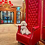 Ulaf a rejoint le concours — aidez-le/la à gagner de superbes lots ! dog, poodle, red_chair, luxury, lobby, carpet, interior, furniture, chandelier, door, glass, mirror, light, decor, pet, animal, fluffy, seated, indoor, portrait