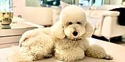 Ulaf participe au concours pour gagner de l'argent avec cette photo : dog, poodle, white, fluffy, curly_fur, pet, indoor, living_room, couch, modern, furniture, relaxed, animal, canine, portrait, domestic, cute, companion, house, light
