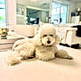 dog, poodle, white, fluffy, curly_fur, pet, indoor, living_room, couch, modern, furniture, relaxed, animal, canine, portrait, domestic, cute, companion, house, light