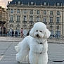 dog, poodle, white_dog, fluffy, pet, urban, city, building, architecture, pavement, outdoor, sky, cloudy_sky, leash, walking, animal, cute, companion, mammal, street