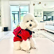 Ulaf participe au concours pour gagner de l'argent avec cette photo : dog, poodle, white_dog, pet, indoor, living_room, red_clothing, fluffy, cute, small_dog, furniture, modern_interior, window, carpet, couch, home, decor, light, portrait, animal