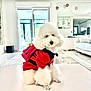 dog, poodle, white_dog, pet, indoor, living_room, red_clothing, fluffy, cute, small_dog, furniture, modern_interior, window, carpet, couch, home, decor, light, portrait, animal