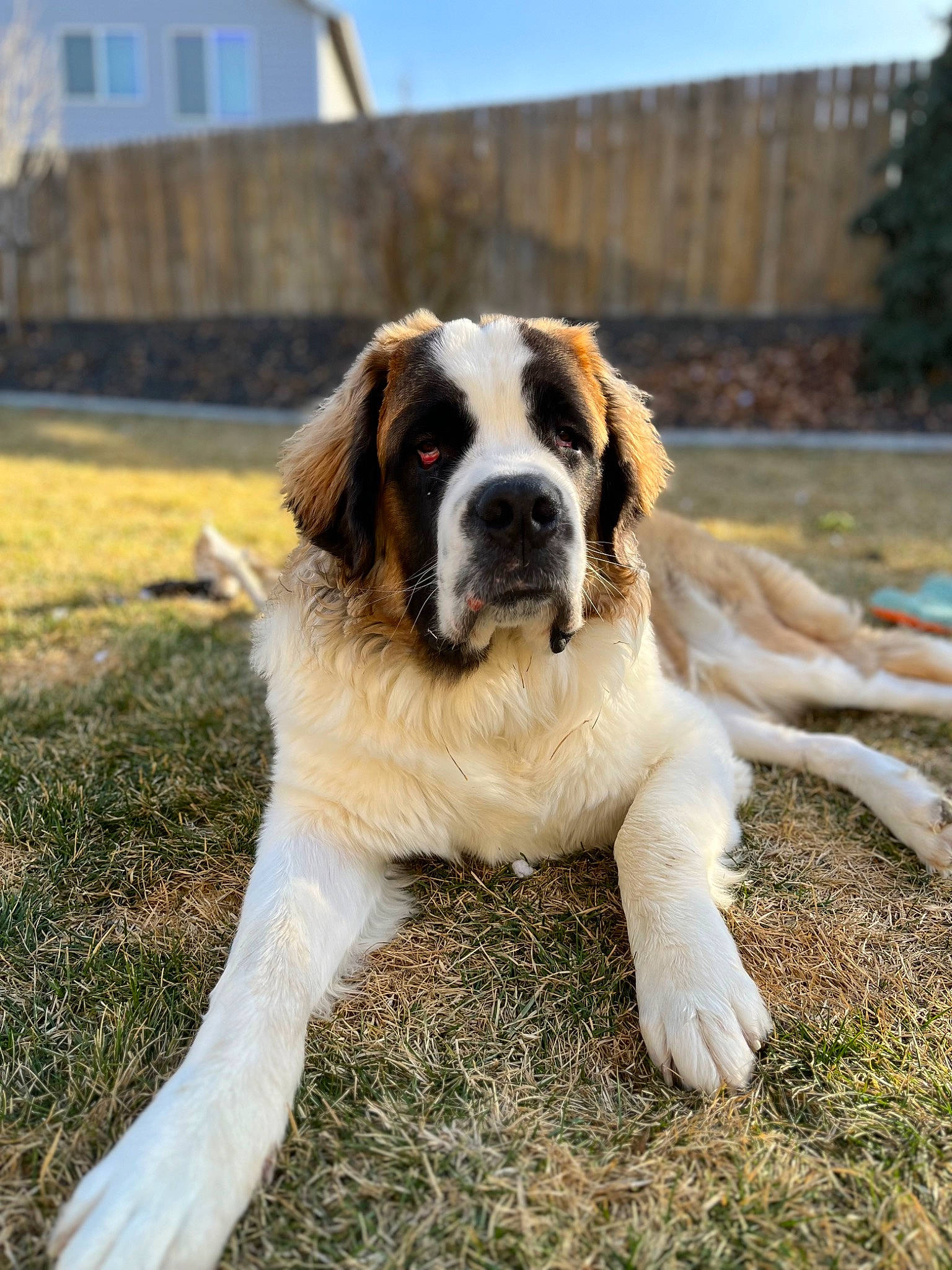 Moose joined the competition — help win amazing prizes! canidae, carnivore, companion_dog, dog, dog_breed, fawn, fur, grass, moscow_watchdog, plant, sky, sporting_group, st_bernard, tail, terrestrial_animal, tree, window, working_dog