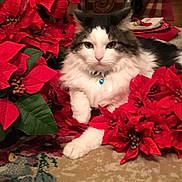 Corey is registered to the contest to win money with this photo: animal, blue_bell, carpet, cat, close_up, collar, cozy, decor, domestic, feline, fluffy, green_leaves, holiday, indoor, pet, plant, poinsettia, red_flowers, relaxing, resting