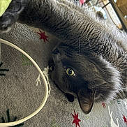 Simba joined the competition — help win amazing prizes! cat, gray_cat, pet, animal, feline, green_eyes, whiskers, fur, blanket, reindeer_pattern, red_stars, cozy, indoor, resting, close_up, curious, cable, soft_texture, home, relaxed