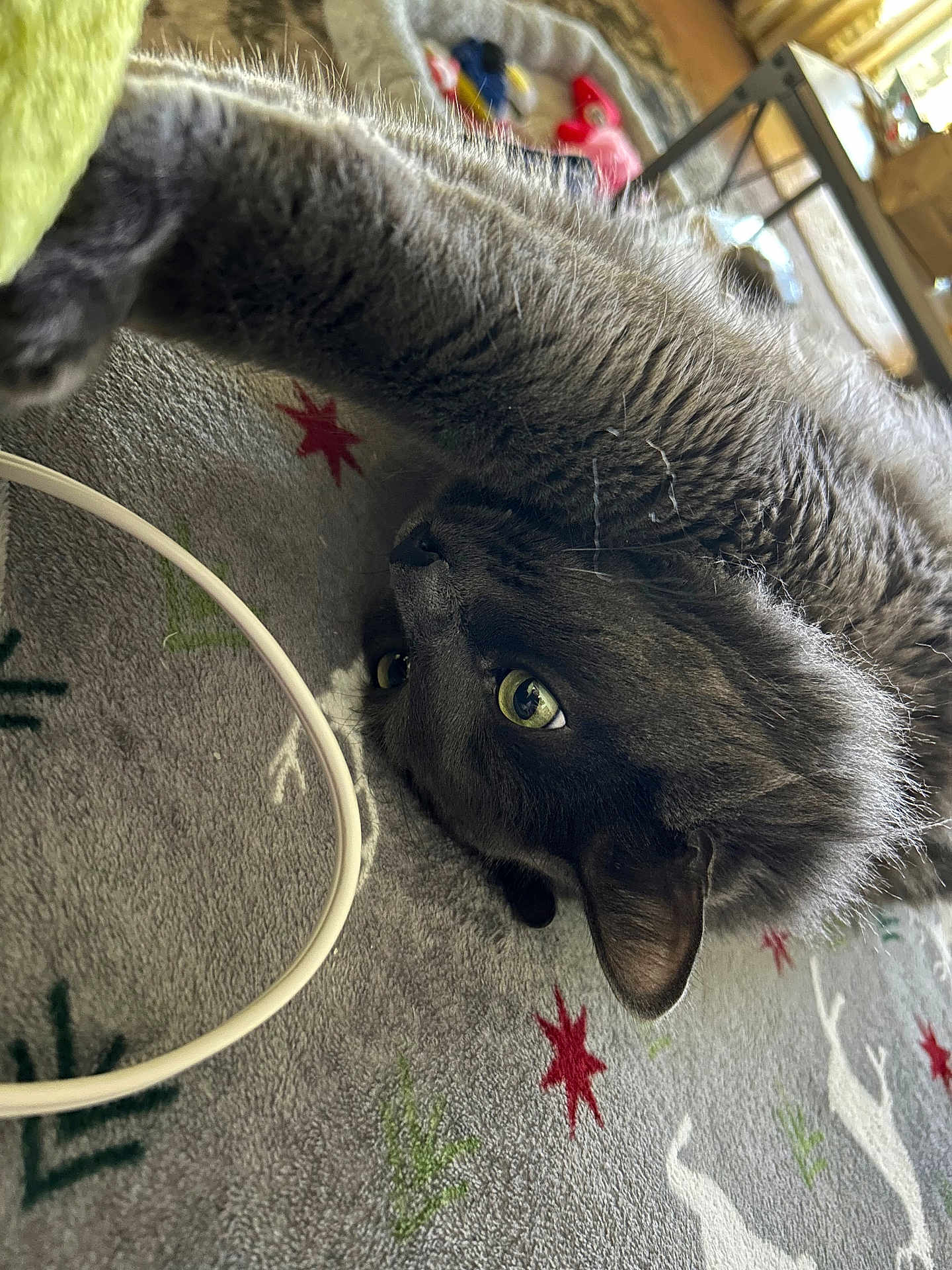 Simba