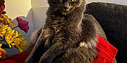 Simba is registered to the contest to win money with this photo: animal, cat, couch, cozy, curious, domestic_cat, flowers, fluffy, furniture, gray_cat, indoor, living_room, pet, picture_frames, portrait, red_blanket, relaxed, stocking, wall_art, yellow_eyes