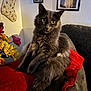 animal, cat, couch, cozy, curious, domestic_cat, flowers, fluffy, furniture, gray_cat, indoor, living_room, pet, picture_frames, portrait, red_blanket, relaxed, stocking, wall_art, yellow_eyes