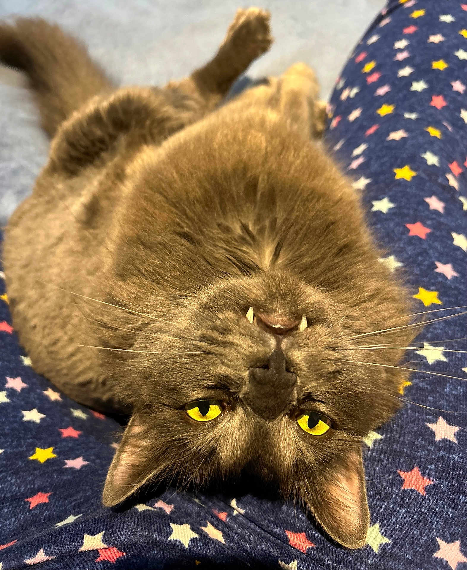 Simba