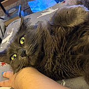 Simba joined the competition — help win amazing prizes! animal, blanket, blue_nails, cat, close_up, comfort, cozy, cute, domestic_animal, feline, fluffy, fur, gray_cat, green_eyes, hand, indoor, nails, pet, relaxed, resting