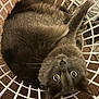 Simba is registered to the contest to win money with this photo: animal, carpet, cat, cozy, curious, curled_up, cute, feline, fluffy, fur, gray_cat, home, indoor, laundry_basket, looking_up, pet, relaxed, whiskers, white_basket, yellow_eyes