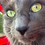 Simba joined the competition — help win amazing prizes! animal, blurred, cat, close, close_up, eye, face, feline, fur, gray_cat, macro, mesh_screen, nose, outdoor, pet, portrait, red_background, whiskers, yellow_eyes