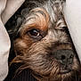 dog, close_up, face, nose, eye, fur, blanket, cozy, pet, animal, brown, black, whiskers, snout, curly_fur, resting, indoors, soft, cute, portrait