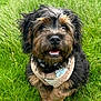 dog, puppy, grass, outdoor, pet, cute, fur, happy, animal, canine, nature, collar, harness, brown, black, portrait, smiling, friendly, small_dog, playful