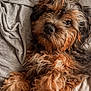 dog, pet, fluffy, curly_fur, brown_fur, black_fur, lying_down, bed, blanket, cozy, cute, animal, domestic_animal, sleepy, relaxed, fur, close_up, portrait, indoor, companion